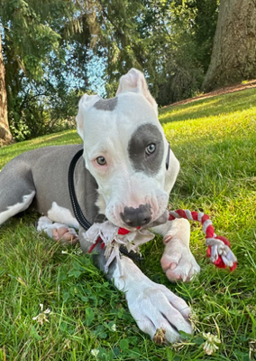 Athena, Like Family Care mascot, dog, Portland OR, home health care mascot